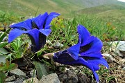 79 Genziana di Clusius (Gentiana clusii)